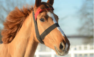 Hoofstep lanserar uppkopplad grimma