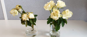 Rosor och ananas ska ge kommersiellt genombrott