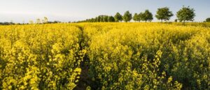 Sistaplats för Skåne efter pandemin