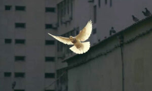 Hur svårt kan det vara med fredlig samlevnad?